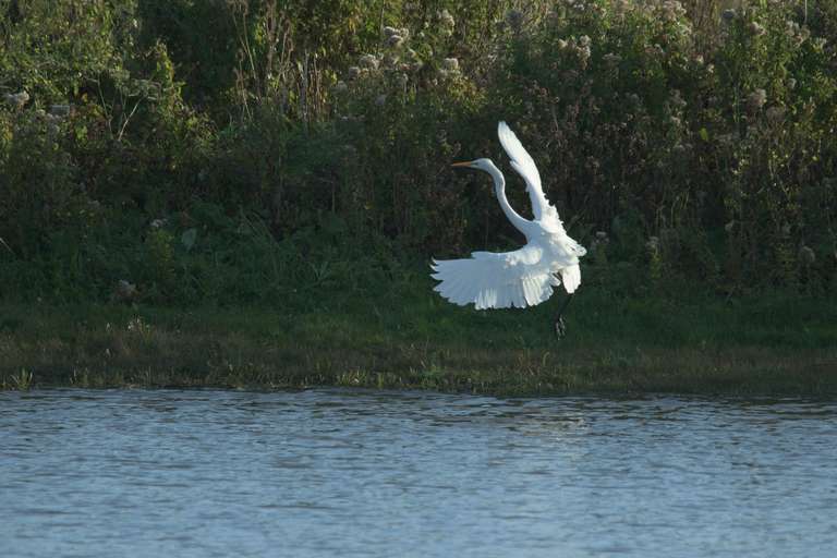 Zilverreiger